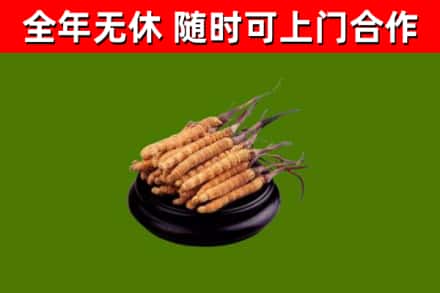农安烟酒回收冬虫夏草.jpg